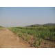 Fazenda a venda cana SP Regiao Ribeirao Preto Cajuru