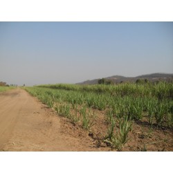 Fazenda a venda cana SP Regiao Ribeirao Preto Cajuru