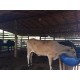 sitio a venda sp Regiao Ribeirao Preto montado com renda