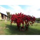 sitio a venda sp Regiao Ribeirao Preto montado com renda