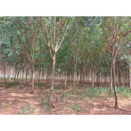 Fazenda a venda MS Cassilandia seringueira