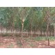 Fazenda a venda MS Cassilandia seringueira