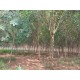 Fazenda a venda MS Cassilandia seringueira