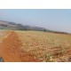fazenda a venda cana Sp Regiao Araraquara sem benfeitorias
