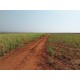fazenda a venda cana Sp Regiao Araraquara sem benfeitorias