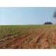 fazenda a venda cana Sp Regiao Araraquara sem benfeitorias