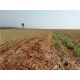 fazenda a venda cana Sp Regiao Araraquara sem benfeitorias