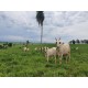 Fazenda a venda PA sul do Para lavoura pecuaria 7.082 ha