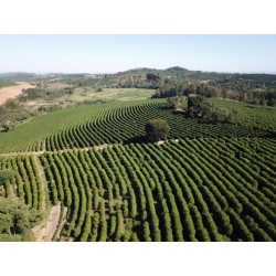 FAZENDA A VENDA SP CAFE REGIAO MOCOCA 168 ALQUEIRES