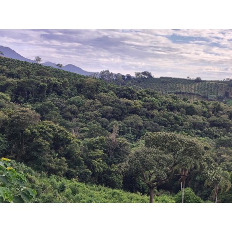 Area de mato para reserva ambiental florestal sul de minas Ibitiura de Minas 10 há