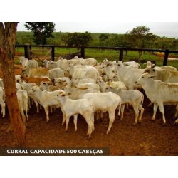 FAZENDA A VENDA MG BURITIZEIRO SÃO ROMAO NORTE DE MINAS 4.000 HA