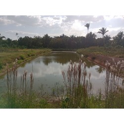 SITIO A VENDA MA MARANHAO SÃO LUIS 5.4 HECTARES