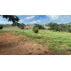 Sitio Regiao Ribeirao Preto arrendamento com casa