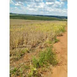 FAZENDA A VENDA SP REGIAO RIBEIRAO PRETO SANTO ANTONIO DA ALEGRIA CAJURU