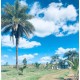 SITIO HISTORICO A VENDA SP CAJURU REGIAO RIBEIRAO PRETO 26 HA