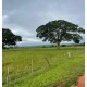 SITIO A VENDA REGIAO JALES MONTADO PROXIMO CIDADE ASFALTO 180 MIL POR ALQUEIRE