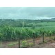 SITIO A VENDA SP REGIAO CAMPINAS MOCOCA 14 ALQUEIRES