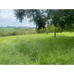 Sitio a venda sp Regiao Ribeirao Preto Cassia dos Coqueiros 3 alqueires