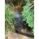 Sitio a venda sp Regiao Ribeirao Preto Cassia dos Coqueiros 3 alqueires