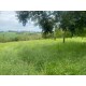 Sitio a venda sp Regiao Ribeirao Preto Cassia dos Coqueiros 3 alqueires