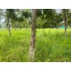 Sitio a venda sp Regiao Ribeirao Preto Cassia dos Coqueiros 3 alqueires