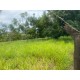 Sitio a venda sp Regiao Ribeirao Preto Cassia dos Coqueiros 3 alqueires