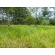 Sitio a venda sp Regiao Ribeirao Preto Cassia dos Coqueiros 3 alqueires