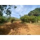 Sitio Arrendamento sp interior Regiao Ribeirao Preto com casa