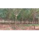 Fazenda a venda MS Cassilandia seringueira