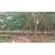 Fazenda a venda MS Cassilandia seringueira
