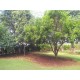 Sitio a venda sp Regiao Ribeirao Preto Sales de Oliveira montado 4.3 ha