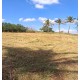 Sitio a venda sp Regiao Ribeirao Preto Sales de Oliveira montado 4.3 ha