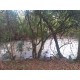 Sitio a venda sp Regiao Ribeirao Preto Sales de Oliveira montado 4.3 ha