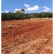 Sitio a venda sp Regiao Ribeirao Preto Sales de Oliveira montado 4.3 ha
