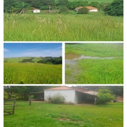 SITIO A VENDA 100KM RIBEIRAO PRETO COM CASA
