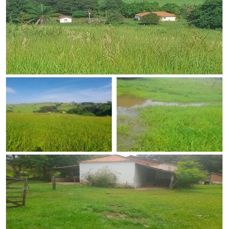 SITIO A VENDA 100KM RIBEIRAO PRETO COM CASA