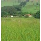 SITIO A VENDA 100KM RIBEIRAO PRETO COM CASA