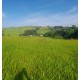 SITIO A VENDA 100KM RIBEIRAO PRETO COM CASA