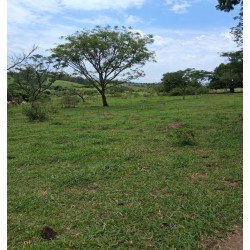 SITIO A VENDA SP REGIAO RIBEIRAO PRETO MOCOCA 5 ALQUEIRES