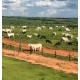 FAZENDA A VENDA SP PECUARIA REGIAO LINS MONTADA CONFINAMENTO 43 ALQUEIRES