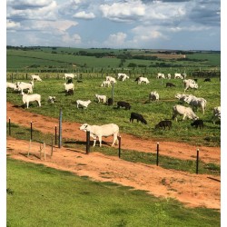 FAZENDA A VENDA SP PECUARIA REGIAO LINS MONTADA CONFINAMENTO 43 ALQUEIRES