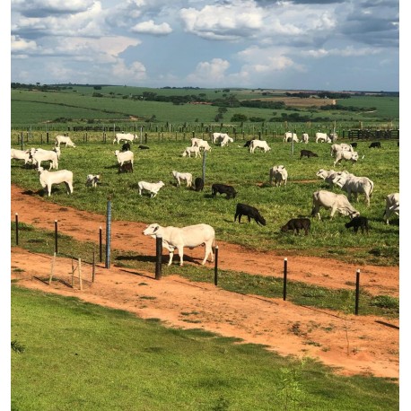 FAZENDA A VENDA SP PECUARIA REGIAO LINS MONTADA CONFINAMENTO 43 ALQUEIRES