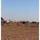 FAZENDA A VENDA SP PECUARIA REGIAO LINS MONTADA CONFINAMENTO 43 ALQUEIRES