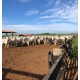 FAZENDA A VENDA SP PECUARIA REGIAO LINS MONTADA CONFINAMENTO 43 ALQUEIRES