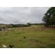SITIO A VENDA SP REGIAO RIBEIRAO PRETO CAMPINAS SÃO SIMAO 31 HA