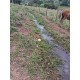 Sitio a venda 90 km de Ribeirao Preto divisa de minas