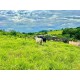 Sitio a venda 95 km Ribeirão Preto Divisa Minas 800 mil