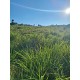 Sitio a venda mg Arceburgo 120 km de Ribeirao Preto