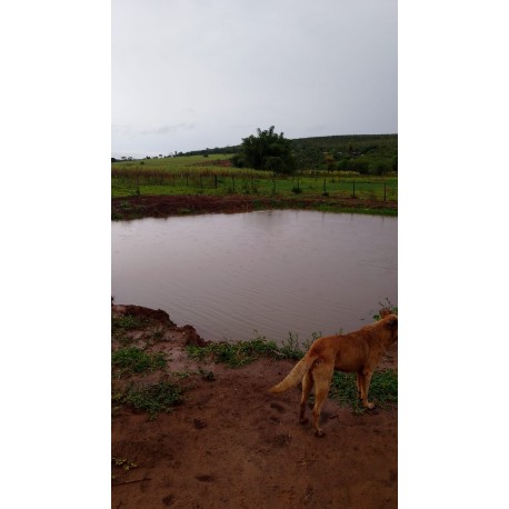 Sitio a venda sp região Ribeirao Preto Altinopolis Serrana