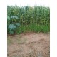 SITIO A VENDA SP REGIAO RIBEIRÃO PRETO 2 HA 320MIL